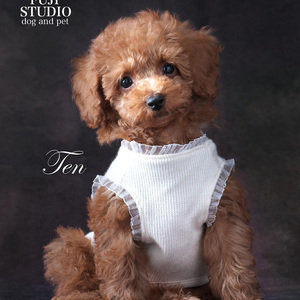 🐶FUJI STUDIO Dog and Pet フォト🐶てんくんご紹介