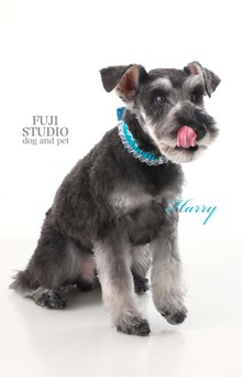 🐶FUJI STUDIO Dog and Pet フォト🐶ハリーくんご紹介