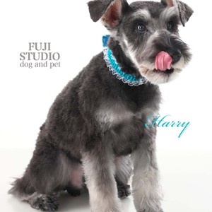 🐶FUJI STUDIO Dog and Pet フォト🐶ハリーくんご紹介