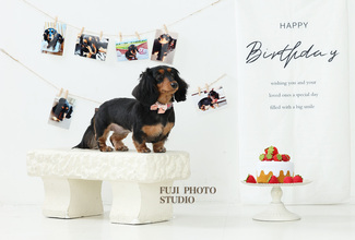 🐾ペットのバースデーフォト🎂ご案内🐾