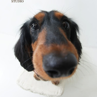 Dog and Pet